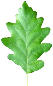 Feuille de chêne - La Rouquette
